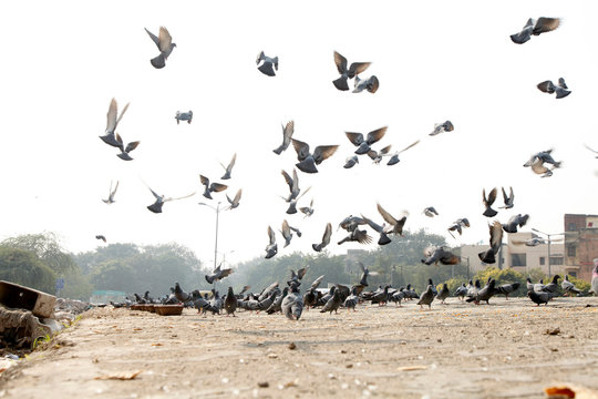Pegions in the city street, pegions or doves inhabited the city street, pegions is the symbol of peace, (Copyright &copy; Saji Maramon)
