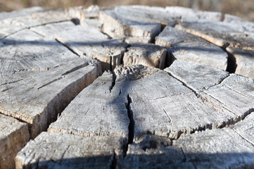 Natural wood texture with cracks