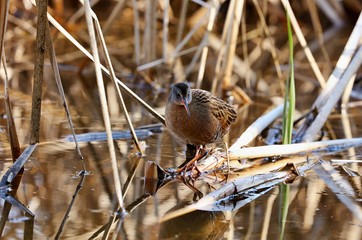 The Virginia rail is a small waterbird.
