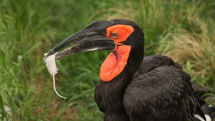 bird, nashornvögel, schnabel, tier, wild lebende tiere, rot, natur, black,
