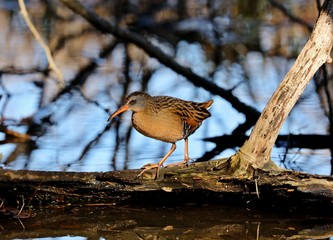 The Virginia rail is a small waterbird.
