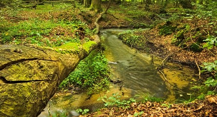 Leśny potok