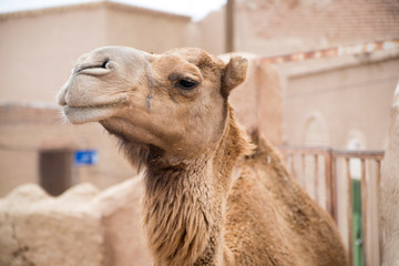 Camel