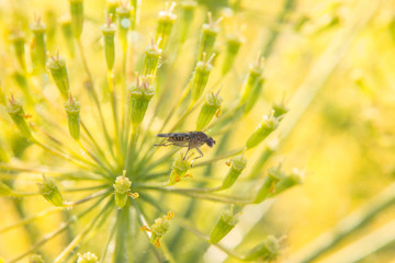 mucha łąka wiosna natura makro roślina