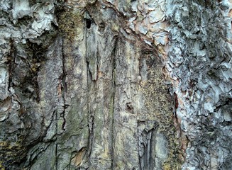 texture of bark and trunk of an old tree