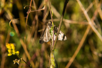 motyl łąka wiosna kwiat natura 