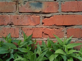 green grass in the garden on a background of red old brick wall