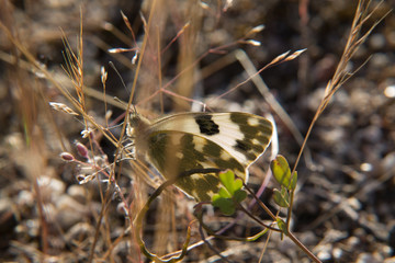 motyl łąka wiosna natura trawa 