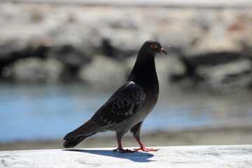 Retrato de una paloma de cerca