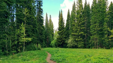 path to the forest through a clearing with green grass against the blue sky on a sunny day