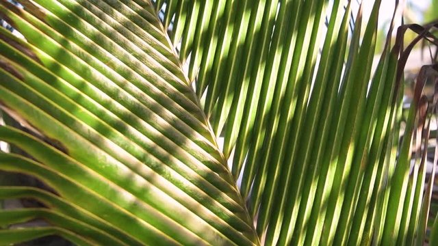 Palm tree leaf texture background