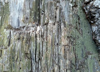 beautiful texture of gray trunk and tree bark