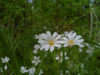 beautiful little flowers in a meadow among green grass near the forest