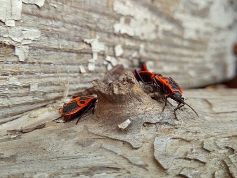 red bugs run on old wooden logs with peeling white paint in macro photography