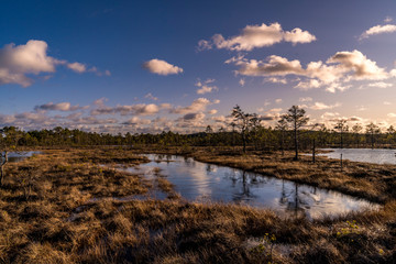 Fototapeta na wymiar sunset over swamp