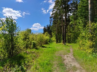 Fototapeta na wymiar path near the forest among green trees and bushes on a sunny day against a blue sky with clouds
