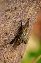 Bat Resting on a Tree