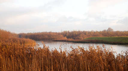 Dutch Biesbosch National Park in early morning light