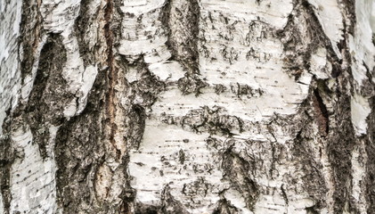 Background from the bark of  birch trunk