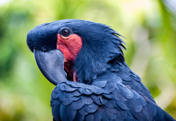 Palm Cockatoo Having A Stratch