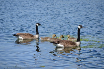 canada goose family
