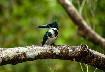 Amazon Kingfisher on a Branch