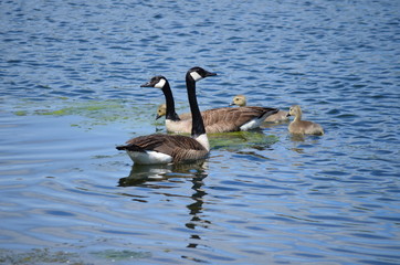 canada goose swimming