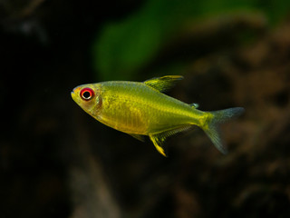 lemon tetra (Hyphessobrycon pulchripinnis ) isolated in a fish tank close up with blurred background