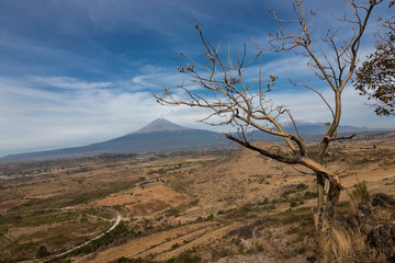 tree in the mountains