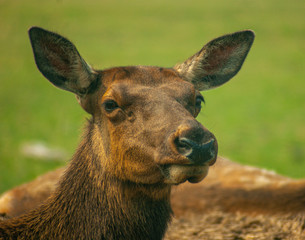 Fototapeta premium Doe on Alert
