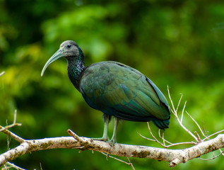Ibis Watching from A Log
