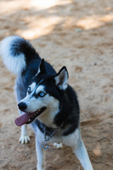Siberian Husky in the park