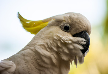 White Parrot with Yellow Feathers