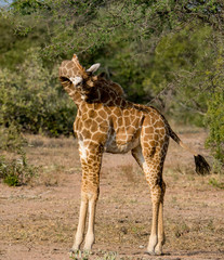 Young girafe (Giraffa giraffa) in the bush of South Africa