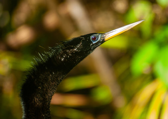 Snakebird Face
