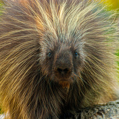 Porcpine
