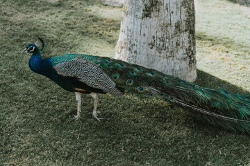 PAVO REAL MIRANDO GIRADO HACIA LA IZQUIERDA