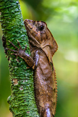 Lizard Clutching a Branch