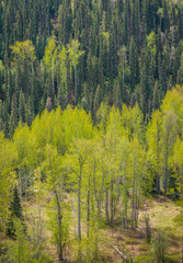 Cottonwood Leaf-Out in Canada