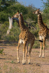 Young girafe (Giraffa giraffa) in the bush of South Africa