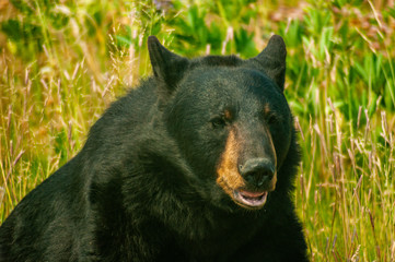 Black Bear in some Grass