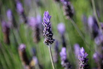 Spikes of lavender flowers (Lavandula)