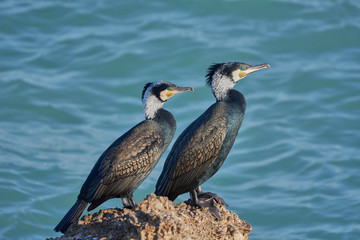 
Phalacrocorax secando sus alas junto al mar