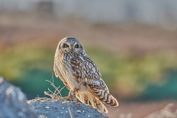 Athene noctua ave de caza nocturna