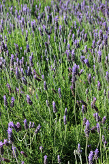 Gorgeous field of lavender in bloom