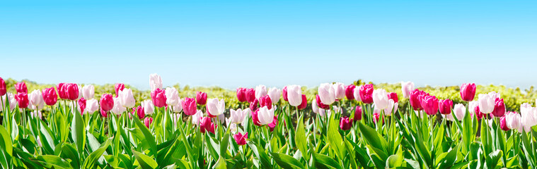 White and pink tulip flowers blooming in a tulip field against the background of blue sky