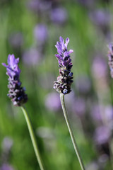 Spikes of lavender flowers (Lavandula)