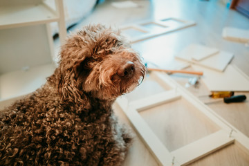 .Cute brown spanish water dog lying on the floor while her owner assembles a new white shelf with tools on the floor. Lazy attitude. Decor