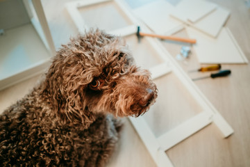 .Cute brown spanish water dog lying on the floor while her owner assembles a new white shelf with tools on the floor. Lazy attitude. Decor