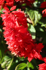 Flor de Salvia splendens (mimos​ o salvia escarlata o roja)